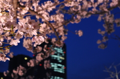 大川の夜桜
