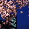 大川の夜桜