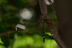 ヤブヤンマ♀