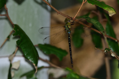 カトリヤンマ未熟♂