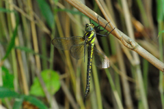 ネアカヨシヤンマ♀