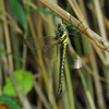 ネアカヨシヤンマ♀