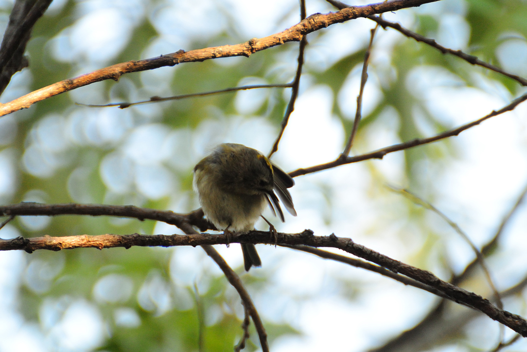 キクイタダキの羽繕い
