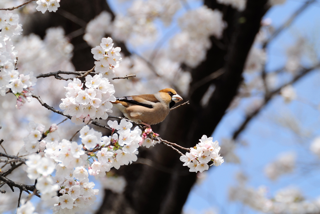 桜とシメ