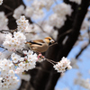桜とシメ