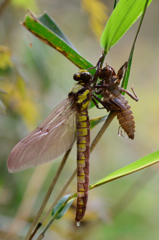 ムカシヤンマ♀の羽化