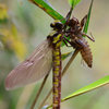 ムカシヤンマ♀の羽化