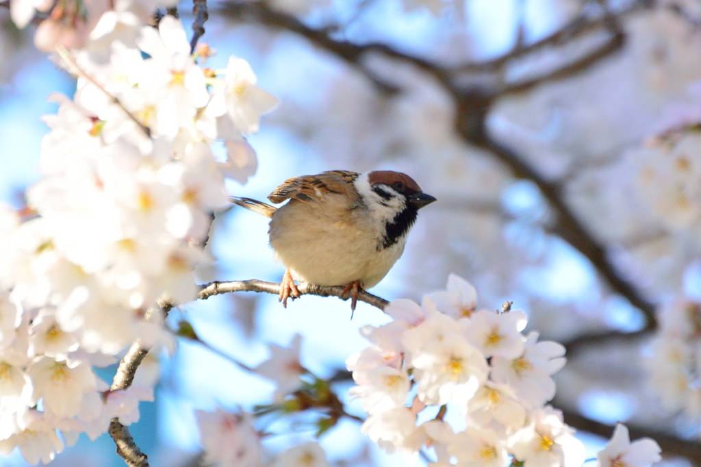 さくらに包まれて