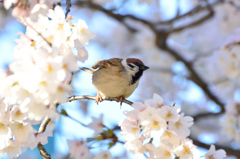 さくらに包まれて