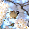 さくらに包まれて