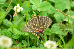 ホソオチョウ♀