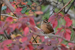 初冬の紅葉とホオジロ