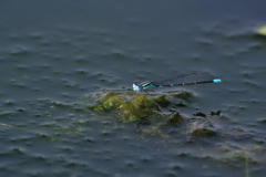藻の上のムスジイトトンボ