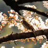 桜とビンズイ