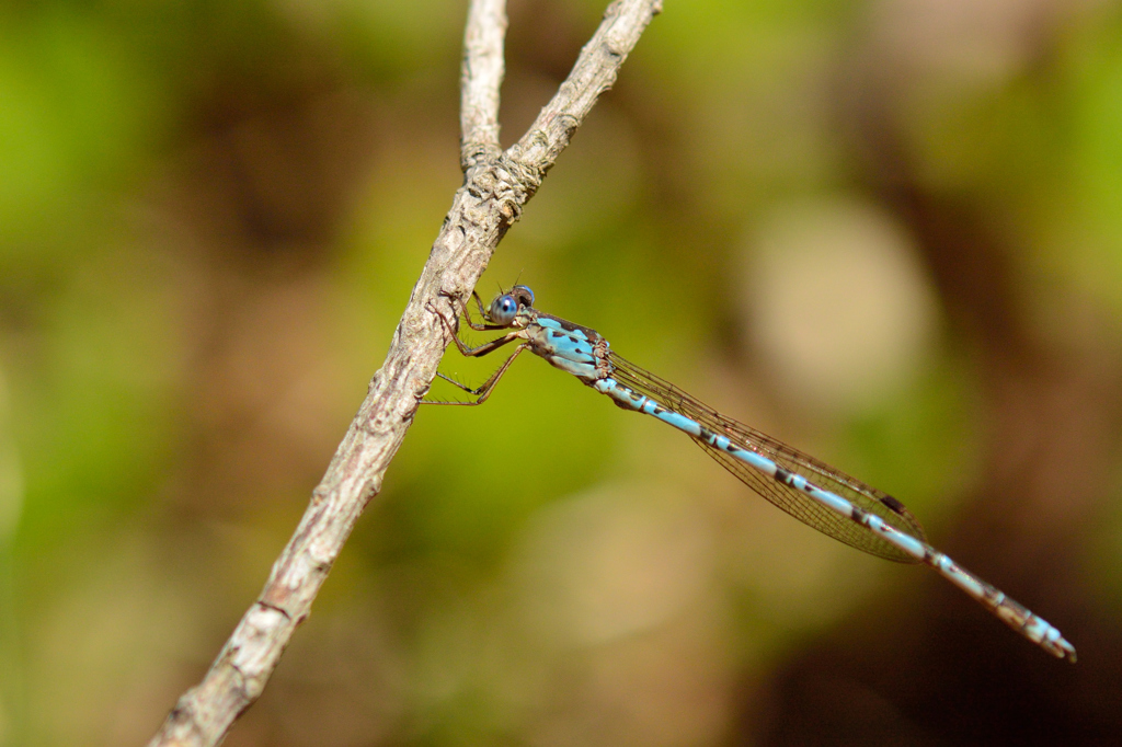 ホソミオツネントンボ♂