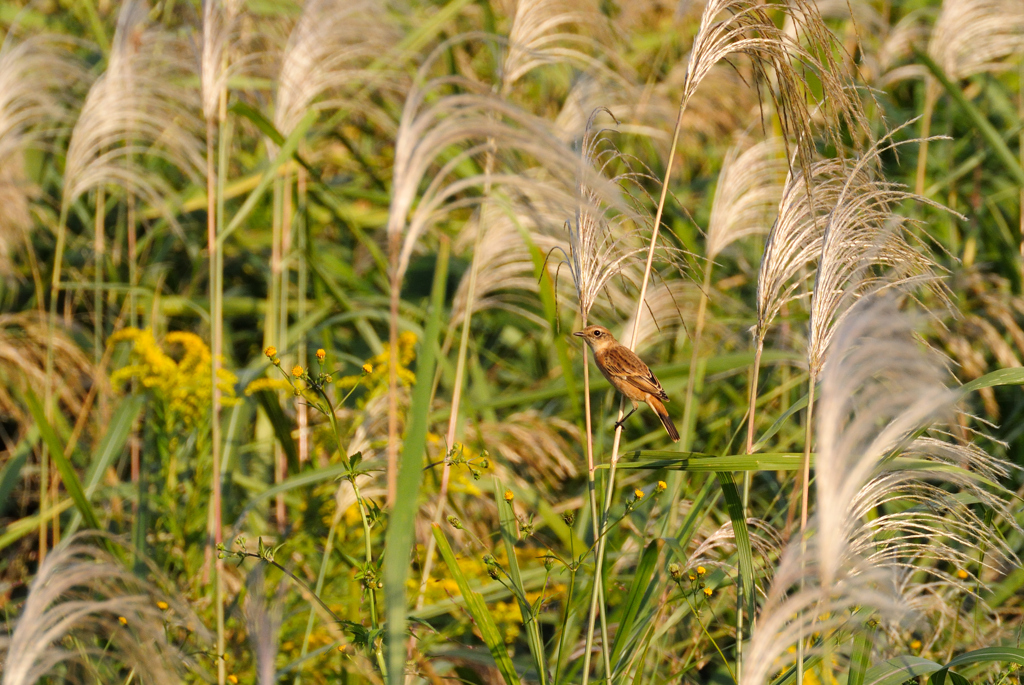 ノビタキ - 2012 Autumn -