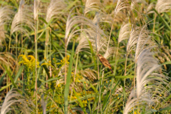 ノビタキ - 2012 Autumn -