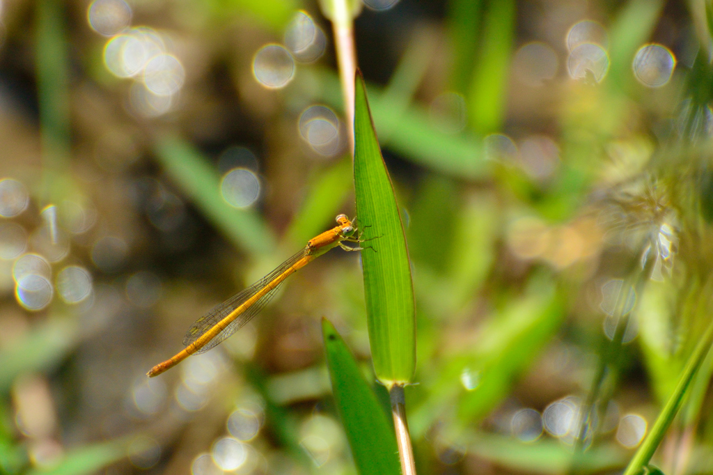 モートンイトトンボ未成熟♀