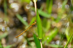 モートンイトトンボ未成熟♀