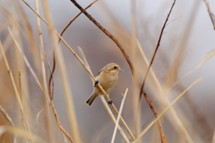 ツリスガラ♀