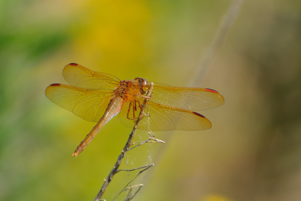 Big Yellow