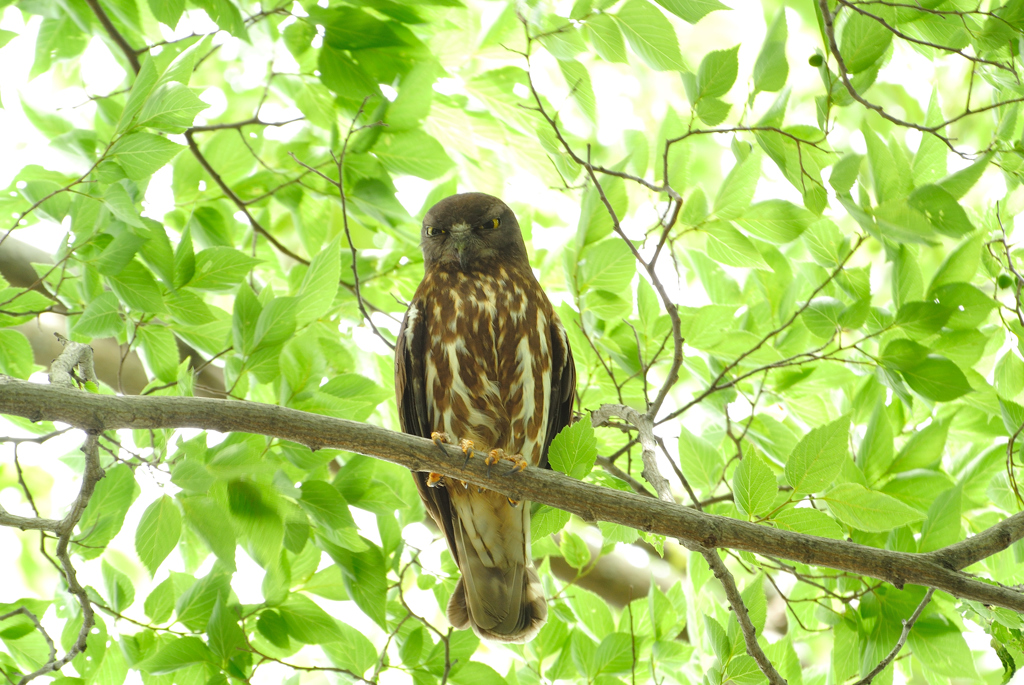 睨みをきかせる