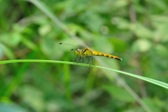 ヒメアカネ♀
