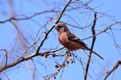 ベニマシコ♂成鳥冬羽