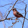 ベニマシコ♂成鳥冬羽