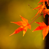 紅葉