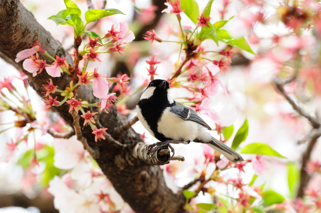 名残の桜とシジュウカラ