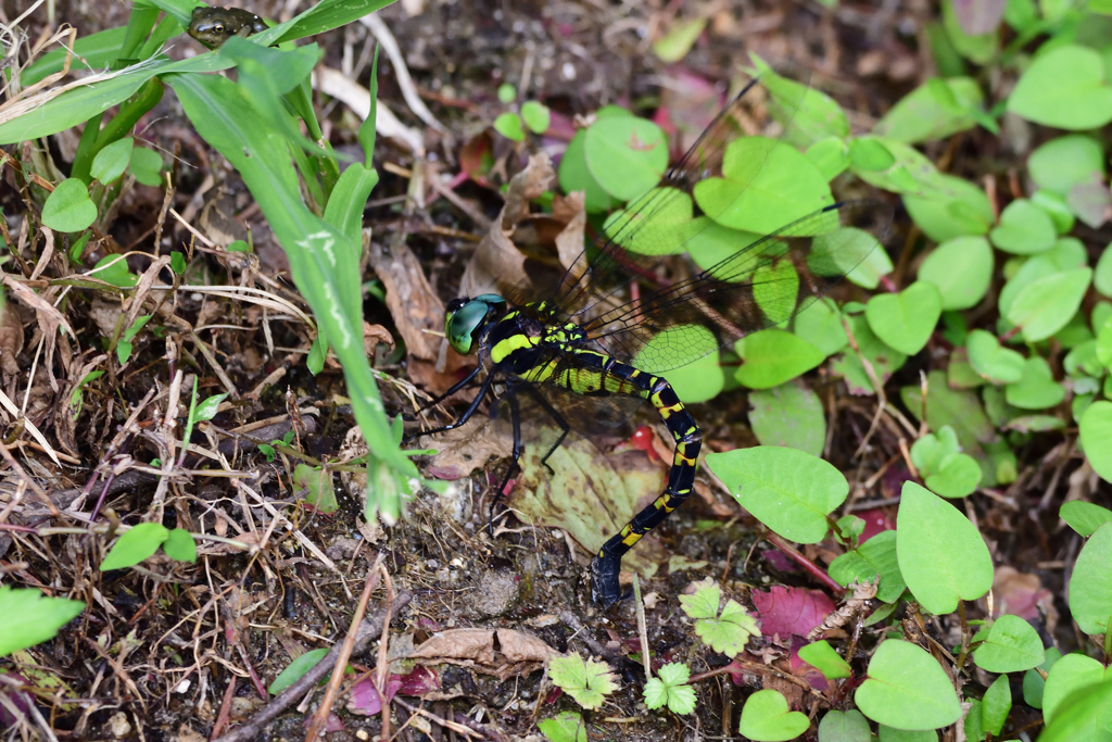 ヤブヤンマ♀産卵