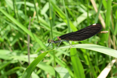 アオハダトンボ♀