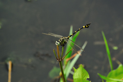 タイワンウチワヤンマ♂