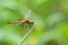 ナツアカネ♀