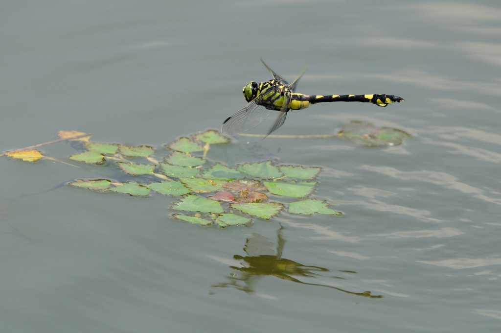 ウチワヤンマ♀の産卵