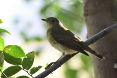 キビタキ♀タイプ
