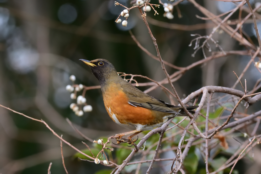オオアカハラ♂成鳥