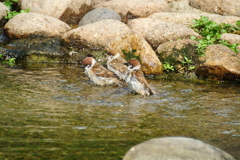 スズメの水浴び