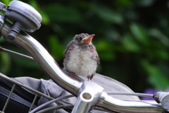 ヒヨドリの赤ちゃんと自転車