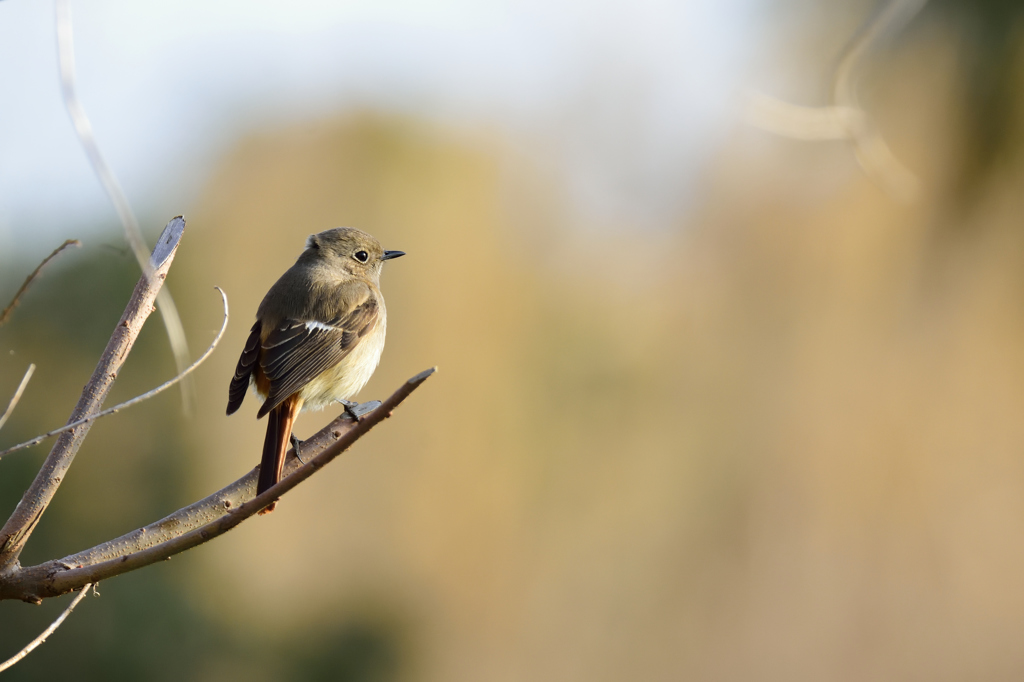 いなくなる前に