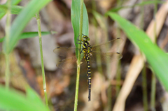 サラサヤンマ♂