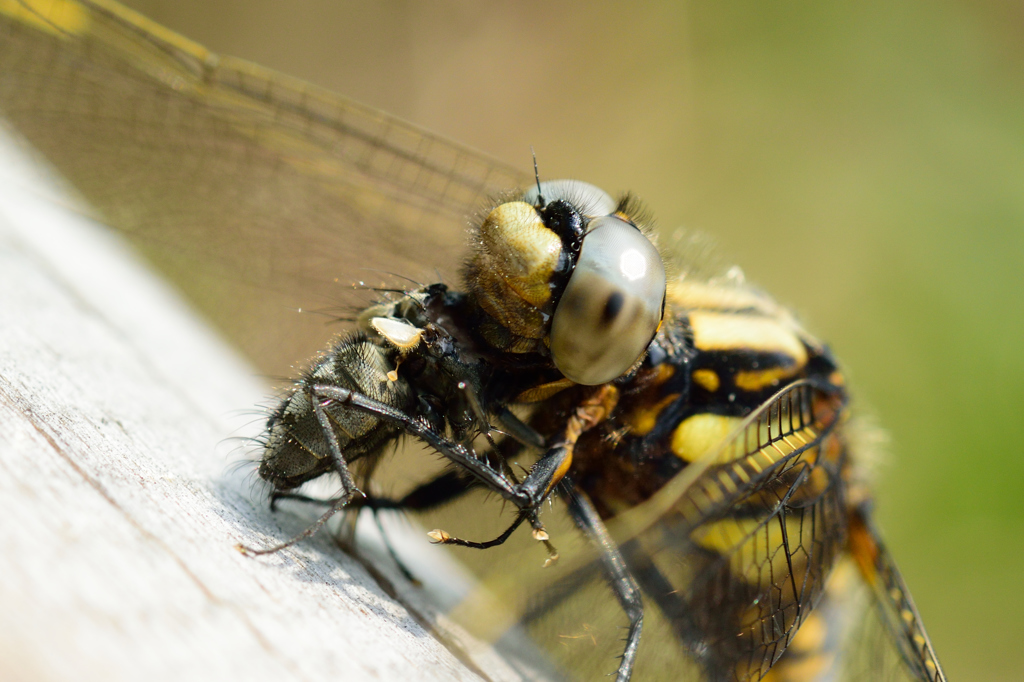 bug eater