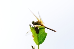 タイリクアカネ未熟♀