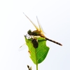 タイリクアカネ未熟♀