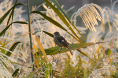 朝焼けジョウビタキ