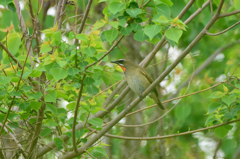2016 spring Siberian rubythroat