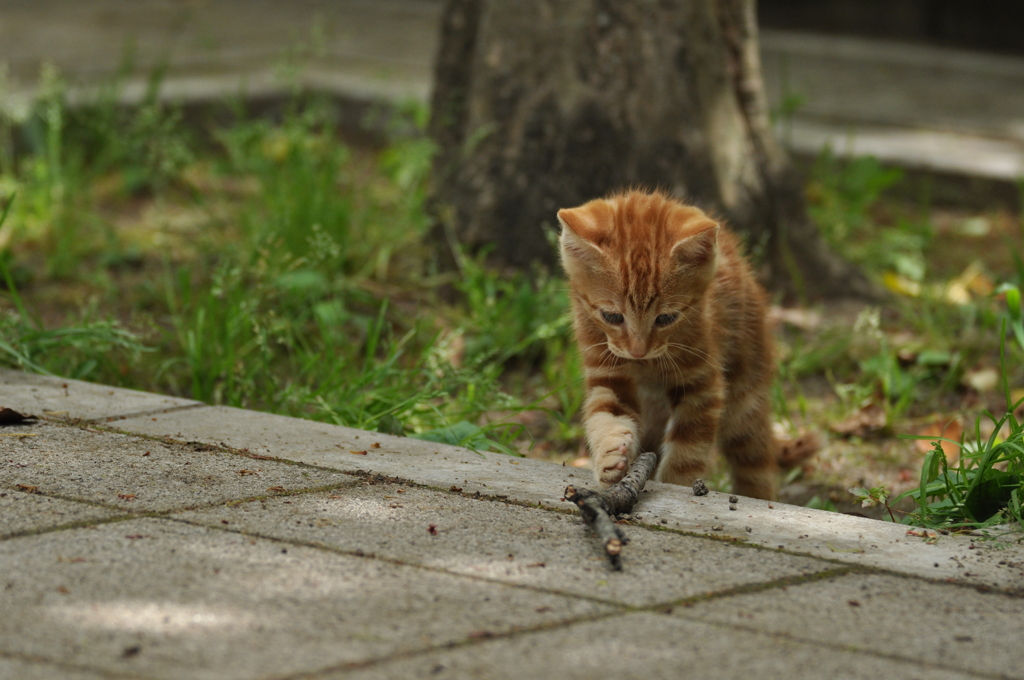 にゃんだこれ？