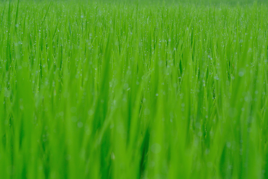 朝露に濡れる稲