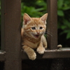 手すりの間から